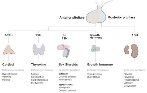 panhypopituitarism in adults.